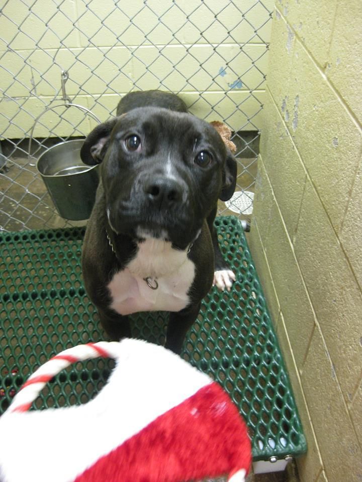 Best Place to Volunteer: Humane Society of Northwest Indiana